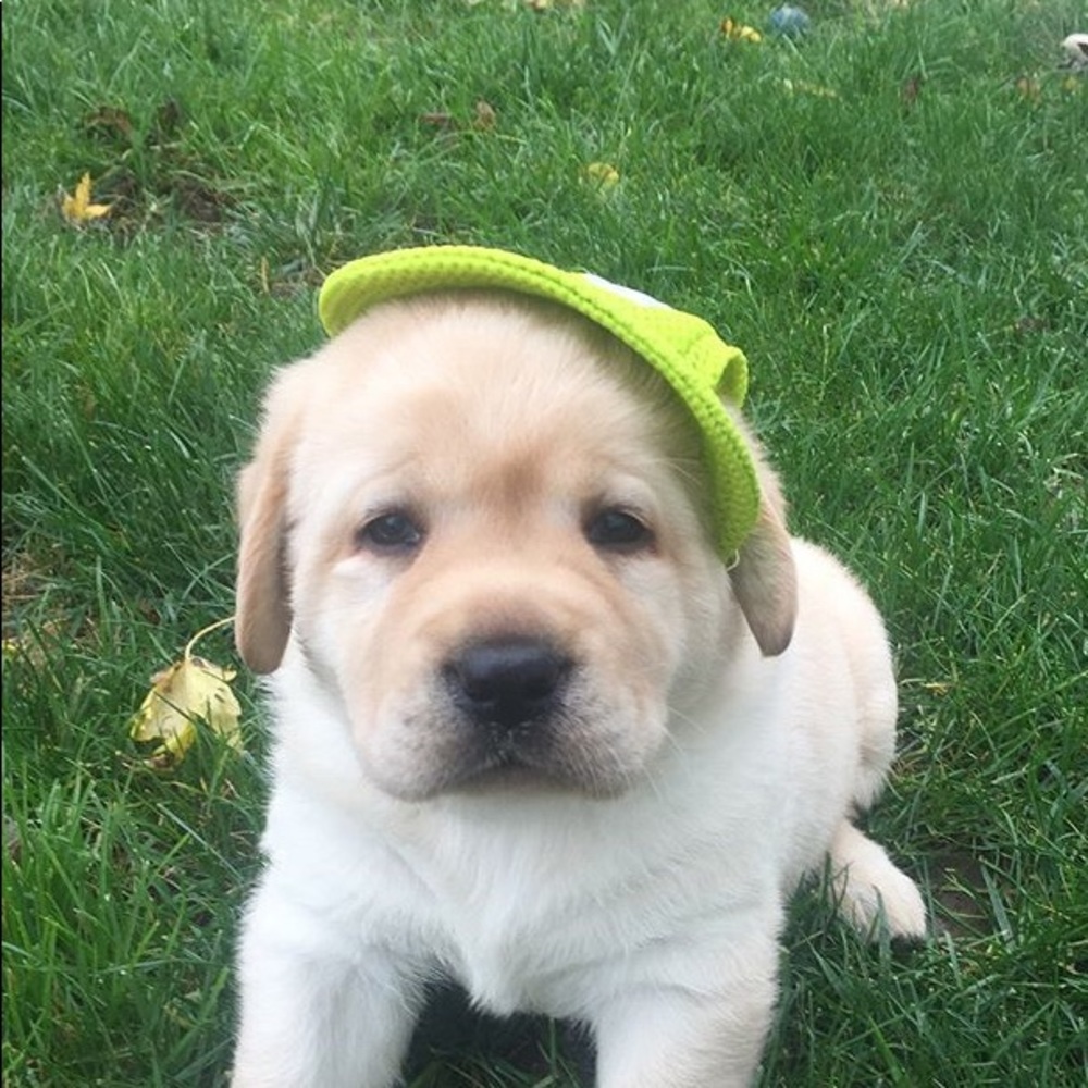 Meet your Posher, Audrey